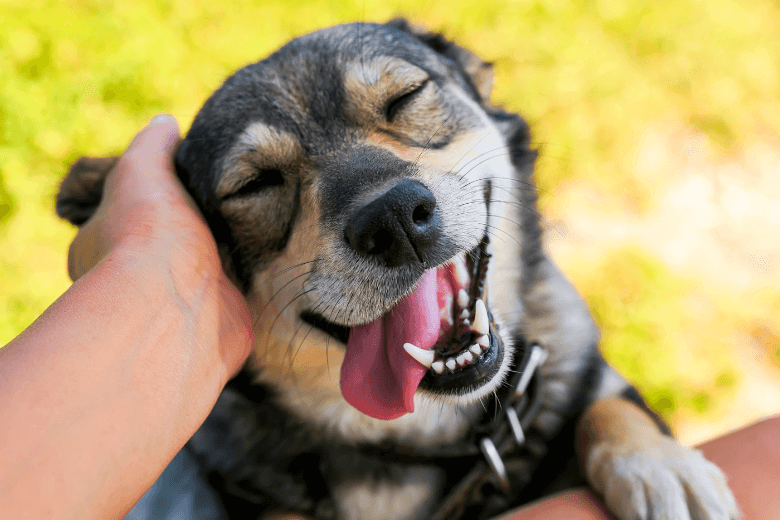 Best Pet Chewables